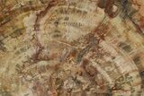 Colorful, Petrified Wood (Araucaria) Round - Madagascar #280216-1